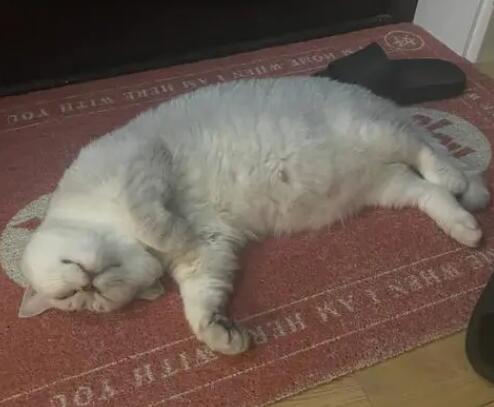 为什么猫咪体重下降了？猫咪是在减肥还是生病