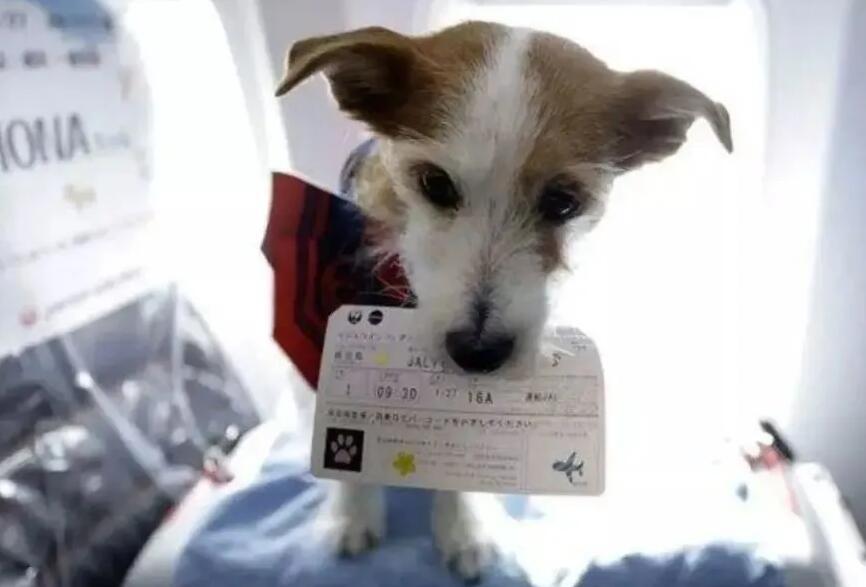 飞机托运狗狗怎么收费 飞机托运狗狗怎么收费