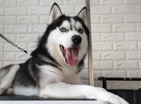 做不了“警犬”的5种狗，你都清楚吗？