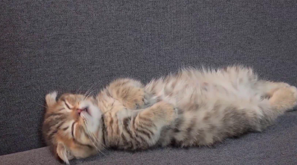 猫咪为什么站起来睡觉呢