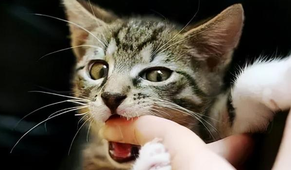 猫咪为什么喜欢逮人手指 猫咪为什么喜欢逮人手指