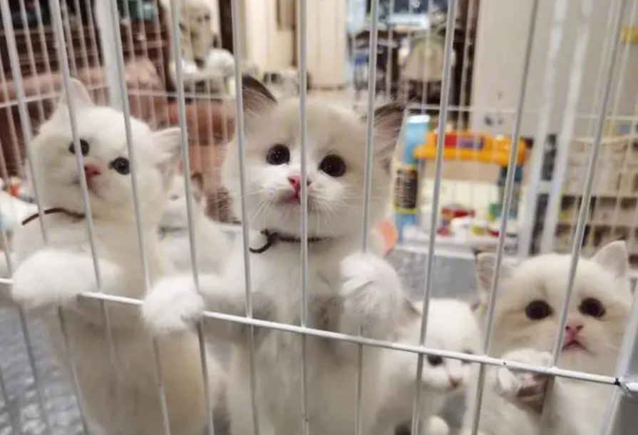 正规猫舍猫咪价格