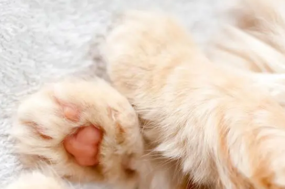 帮猫咪清洁脚，足部护理不可少！