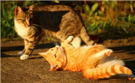 猫打完驱虫针的反应