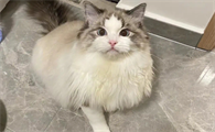 山猫布偶是什么品种