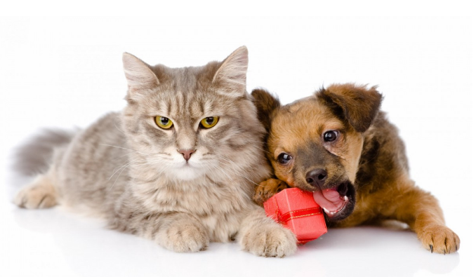 猫和狗总是打架,如何让猫咪跟其他动物和平相处?