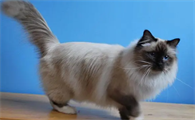 世界上最贵的猫100万