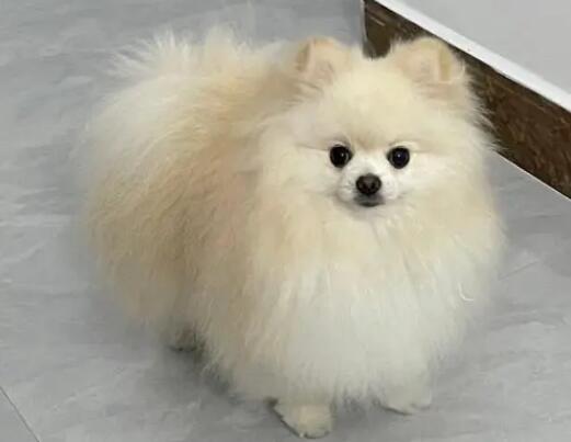 博美犬心脏肥大冬季一直咳嗽怎么办? 博美犬心脏肥大冬季一直咳嗽怎么办?