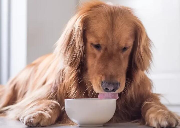 怀孕前期、中期、后期的狗粮食量,不要让狗狗饿到 怀孕前期、中期、后期的狗粮食量,不要让狗狗饿到