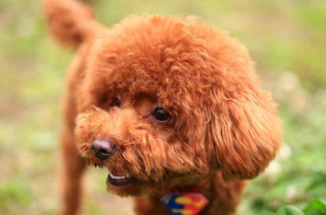 泰迪犬牙齿变黄该怎么办？如何给泰迪犬刷牙？