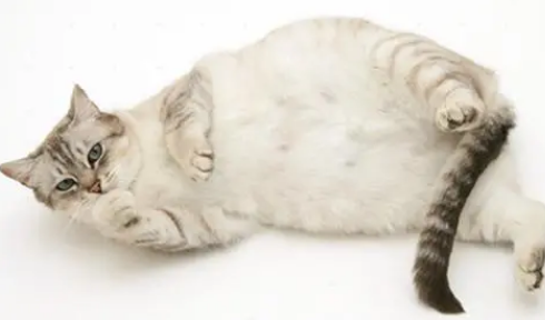 母猫会来月经吗？母猫有没有月经？