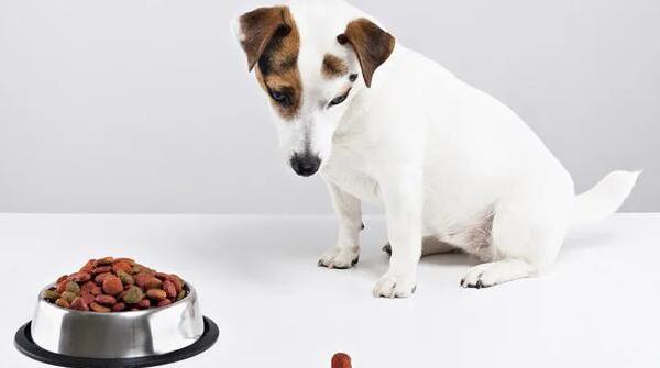 孕期小狗食欲不振不断多长时间？有算过吗？