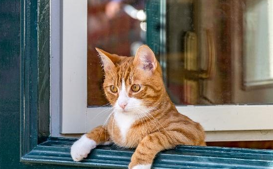 猫喜欢盯着将死的人吗？来看看吧