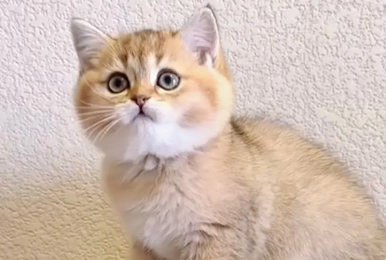 学生党看过来，适合学生养的猫便宜点