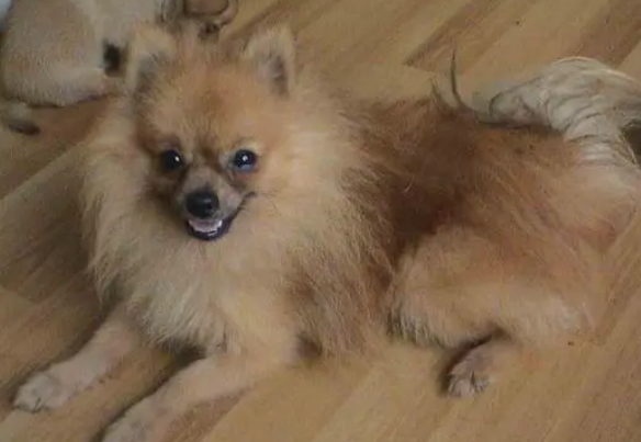 博美犬什么时候成年啊