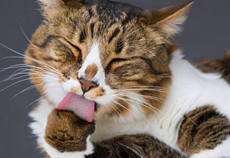 煤渣代替猫砂给猫咪使用？