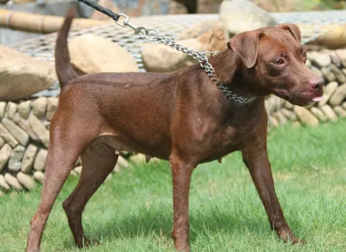 火梗犬和猎梗犬哪个猛 火梗犬和猎梗犬哪个猛