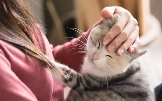 猫丢了找回来的巧方法剪刀法 猫丢了找回来的巧方法剪刀法