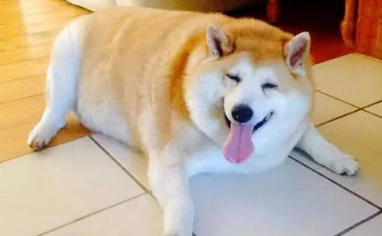 绝育手术后的狗狗,不管公犬或是母犬,都非常容易长胖的原因 绝育手术后的狗狗,不管公犬或是母犬,都非常容易长胖的原因