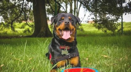 如何训练罗威纳犬友善招呼客人？