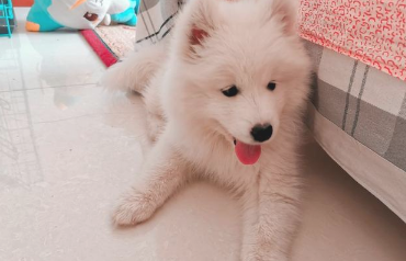 爱吠叫的萨摩耶，怎样治？请接过这6个小窍门