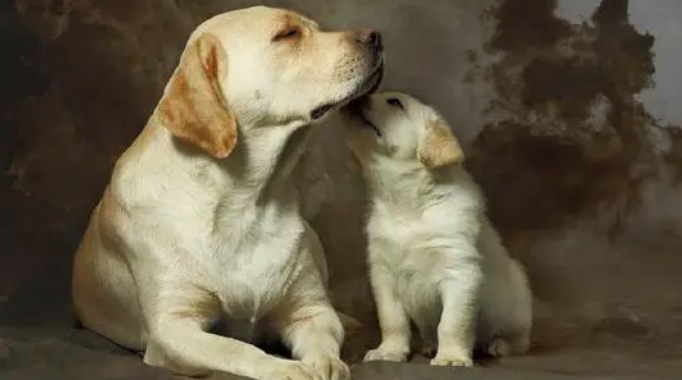 哪种犬最好最聪明最忠诚