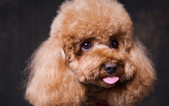 泰迪犬“小便”为何又黄又浊？除开容易上火，也有可能是这几个缘故