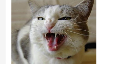 猫咪牙龈出血怎么办?猫咪牙龈炎的治疗方法!