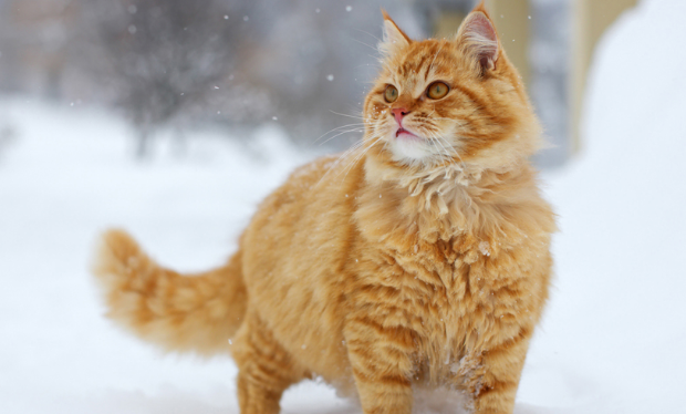 正常养猫人会感染寄生虫吗?如何预防寄生虫? 正常养猫人会感染寄生虫吗?如何预防寄生虫?