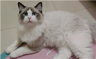 布偶猫和土猫杂交图片