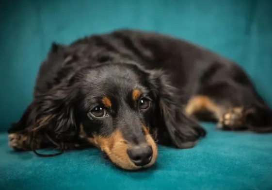 什么是犬传染性肝炎?来看看吧 什么是犬传染性肝炎?来看看吧