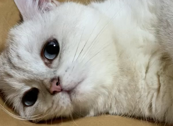 为什么说猫是神经病呢