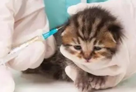 一个月小猫感冒了怎么办呢
