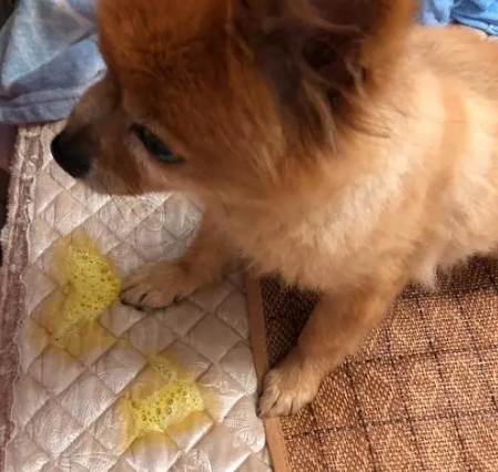 狗狗吐黄水会自己好吗？