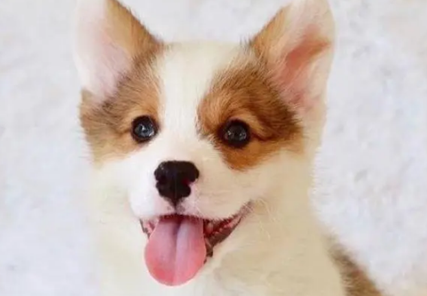 一文详解：动物主人必看的犬疫苗接种指南