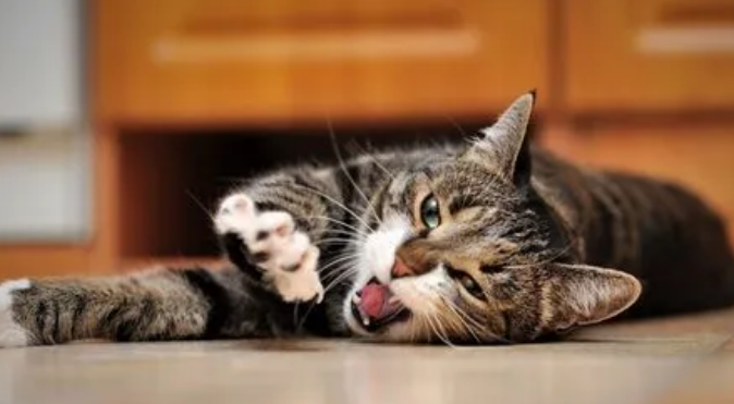 猫脊椎断了会怎么样? 猫脊椎断了会怎么样?