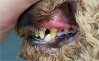 狗狗有牙结石会怎么样啊?