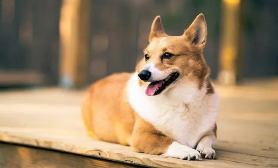 狗狗为什么得口腔肿瘤