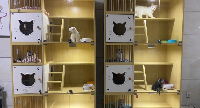 猫舍怎么做宣传