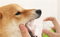去除狗狗口臭小妙招