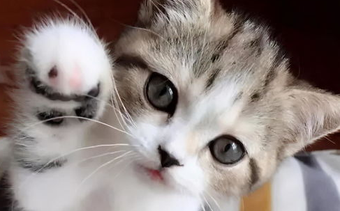 如何驯服顽皮猫咪？聪明的铲屎官会这么做！