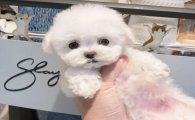 比熊怎么去泪痕有什么小妙招