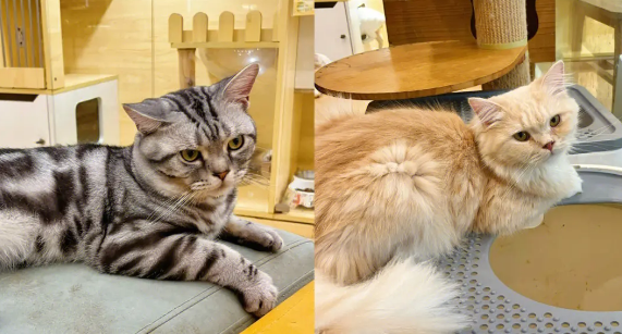 宠物店寄养猫一个月多少钱?看完你就知道了 宠物店寄养猫一个月多少钱?看完你就知道了