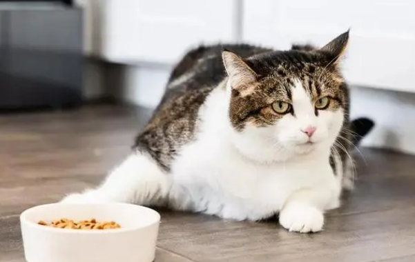 猫咪为什么眼神呆滞不吃饭 猫咪为什么眼神呆滞不吃饭