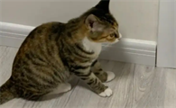 猫咪为什么会害怕关门