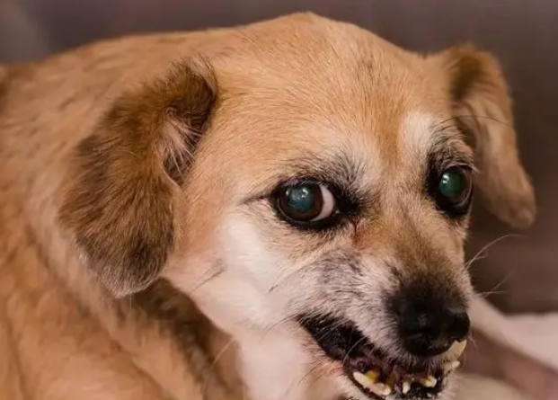 狗得狂犬病多久会死亡