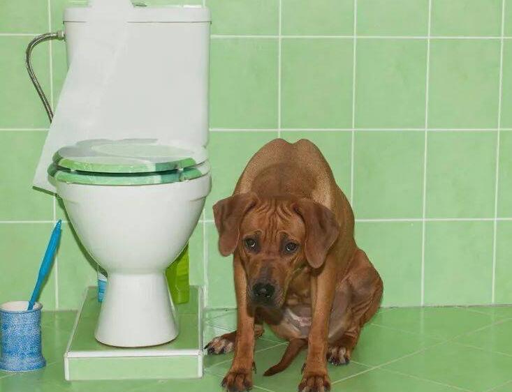 怎么样训练狗狗上厕所? 怎么样训练狗狗上厕所?