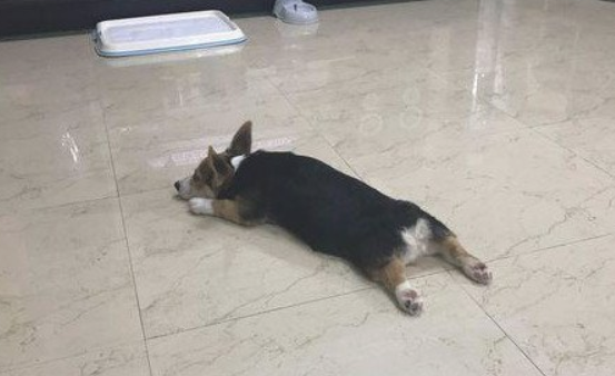 狗狗尿血的四大原因及救治方法，务必了解！