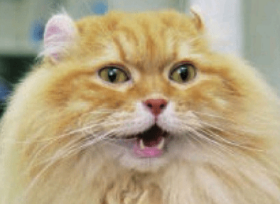 猫咪呛到气管的症状 猫咪呛到气管的症状
