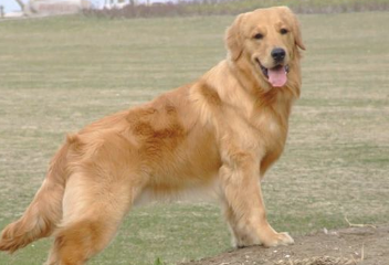 狗狗脚板肥厚越来越讨人喜欢?可身后犬瘟热等安全隐患确是很大 狗狗脚板肥厚越来越讨人喜欢?可身后犬瘟热等安全隐患确是很大